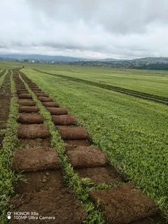 Farm fresh instant lawn Berea shade, kikuyu, Royal blue and Buffalo