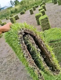 Farm fresh Berea Shade, kikuyu, Royal blue and Buffalo