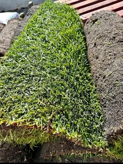 Evergreen Grass All Seasons instant lawn