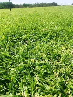 Evergreen Grass All Seasons instant lawn