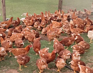 17 week old hyline brown hens