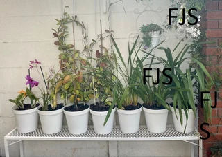 CUSTOM  FJS  PLANT STANDS, POT STANDS, TIER  STANDS, PLANT SHELVES, POT SHELVES, MESH STANDS