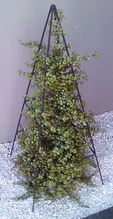 CUSTOM  FJS  GARDEN ARCHES , TRELLIS, OBELISKS, CLIMBER STRUCTURES, TOPIARIES, PERGOLAS,