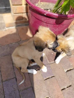 Puppies need a new home