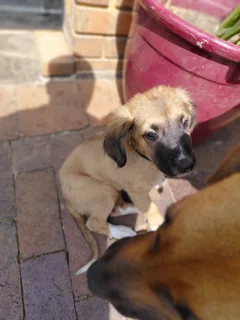 PUPPIES NEED AN URGENT NEW HOME