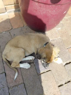 PUPPIES NEED AN URGENT NEW HOME