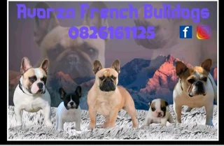 French Bulldogs