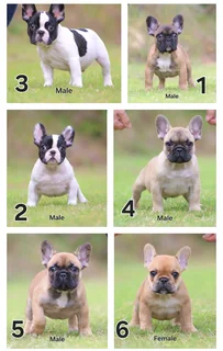 French Bulldogs