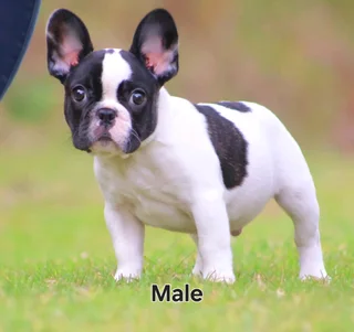 French Bulldogs