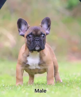 French Bulldogs