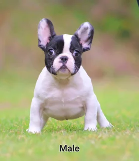 French Bulldogs