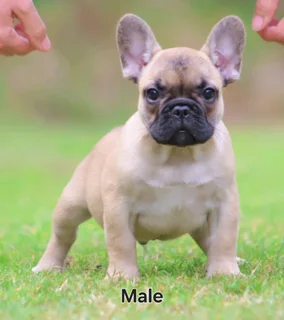 French Bulldogs