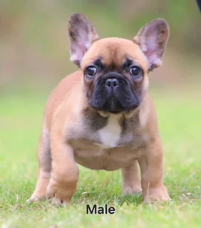 French Bulldogs