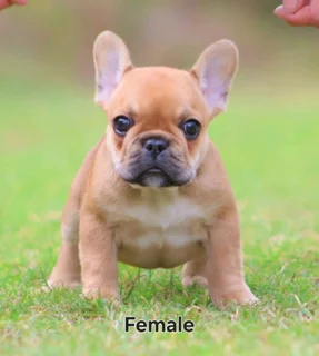 French Bulldogs