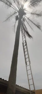 RJ TREE FELLING FULLY INSURED 084 730 0625 www.rjtreefellingza.co.za