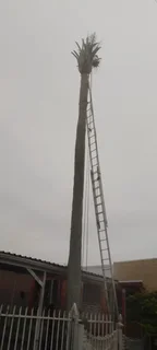 RJ TREE FELLING FULLY INSURED 084 730 0625 www.rjtreefellingza.co.za