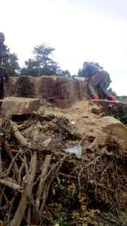 RJ TREE FELLING FULLY INSURED 084 730 0625 www.rjtreefellingza.co.za