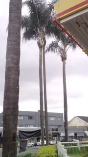 RJ TREE FELLING FULLY INSURED 084 730 0625 www.rjtreefellingza.co.za 