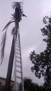 RJ TREE FELLING FULLY INSURED 084 730 0625 www.rjtreefellingza.co.za 