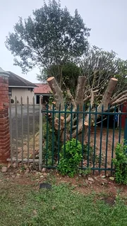 RJ TREE FELLING FULLY INSURED 084 730 0625 www.rjtreefellingza.co.za 