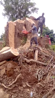 RJ TREE FELLING FULLY INSURED 084 730 0625 www.rjtreefellingza.co.za 