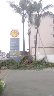 RJ TREE FELLING FULLY INSURED 084 730 0625 SMALL GUYS WITH PROFESSIONAL SERVICES