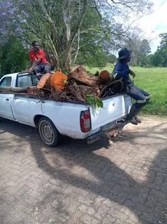 RJ TREE FELLING FULLY INSURED 084 730 0625 SMALL GUYS WITH PROFESSIONAL SERVICES