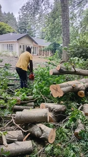 RJ TREE FELLING FULLY INSURED 084 730 0625 SMALL GUYS WITH PROFESSIONAL SERVICES