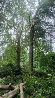 RJ TREE FELLING FULLY INSURED 084 730 0625 SMALL GUYS WITH PROFESSIONAL SERVICES