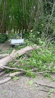 RJ TREE FELLING FULLY INSURED 084 730 0625 SMALL GUYS WITH PROFESSIONAL SERVICES