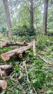 RJ TREE FELLING FULLY INSURED 084 730 0625 SMALL GUYS WITH PROFESSIONAL SERVICES