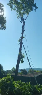 Rj Tree Felling Fully Insured #reliable Men 084 730 0625