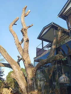 RJ TREE FELLING FULLY INSURED #RELIABLE MEN 084 730 0625