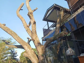 RJ TREE FELLING FULLY INSURED #RELIABLE MEN 084 730 0625