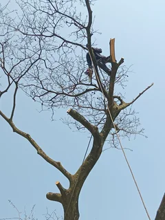 RJ TREE FELLING FULLY INSURED #RELIABLE MEN 084 730 0625