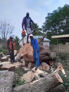 RJ TREE FELLING FULLY INSURED #RELIABLE MEN 084 730 0625