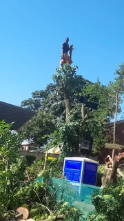 RJ TREE FELLING FULLY INSURED #RELIABLE MEN 084 730 0625