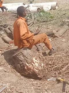 RJ TREE FELLING FULLY INSURED #RELIABLE MEN 084 730 0625