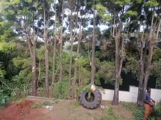 RJ TREE FELLING FULLY INSURED #RELIABLE MEN 084 730 0625