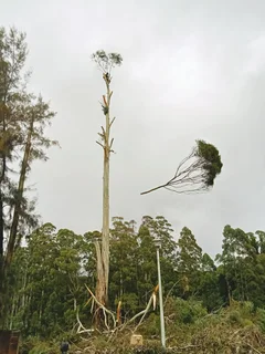 RJ TREE FELLING FULLY INSURED #RELIABLE MEN 084 730 0625