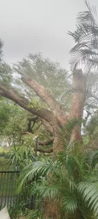 Rj Tree Felling Fully Insured #reliable Men 084 730 0625