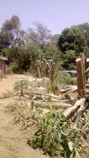 Rj Tree Felling Fully Insured 060 3712157/ 084 730 0625 cutting Trees Is Our Game 