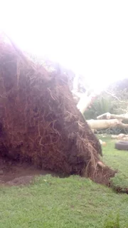 Rj Tree Felling Fully Insured #reliable Men 084 730 0625 