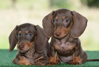 Dachshund puppies