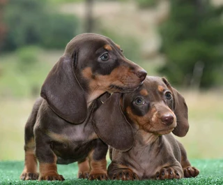 Dachshund puppies