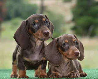 Dachshund puppies