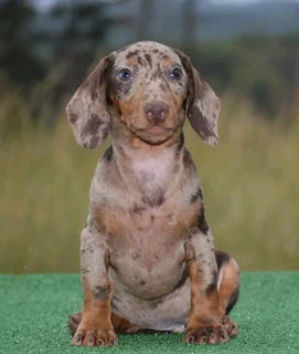 Dachshund puppies