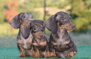 Dachshund pupies