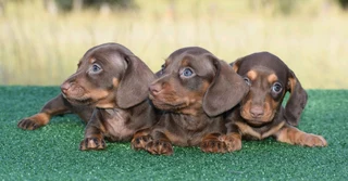 Dachshund puppies