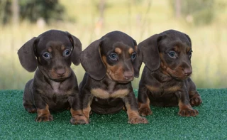 Dachshund puppies